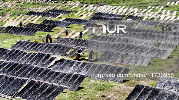 Farmers dry freshly harvested laver in Fuzhou, China, on November 2, 2024. 