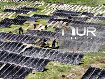 Farmers dry freshly harvested laver in Fuzhou, China, on November 2, 2024. (