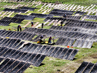 Farmers dry freshly harvested laver in Fuzhou, China, on November 2, 2024. (