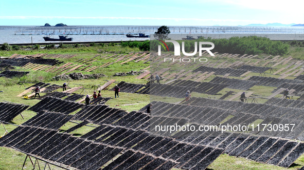 Farmers dry freshly harvested laver in Fuzhou, China, on November 2, 2024. 