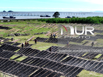 Farmers dry freshly harvested laver in Fuzhou, China, on November 2, 2024. (