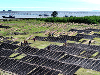 Farmers dry freshly harvested laver in Fuzhou, China, on November 2, 2024. (