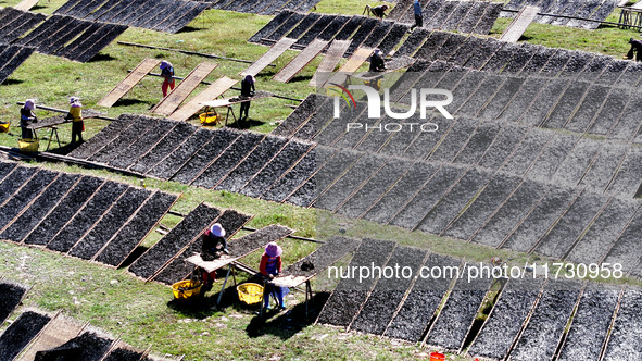 Farmers dry freshly harvested laver in Fuzhou, China, on November 2, 2024. 