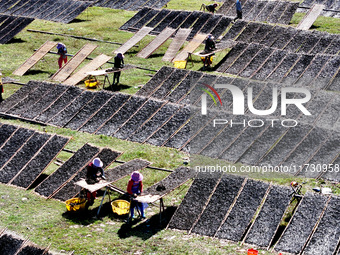 Farmers dry freshly harvested laver in Fuzhou, China, on November 2, 2024. (