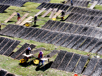 Farmers dry freshly harvested laver in Fuzhou, China, on November 2, 2024. (