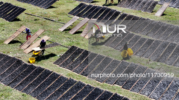 Farmers dry freshly harvested laver in Fuzhou, China, on November 2, 2024. 