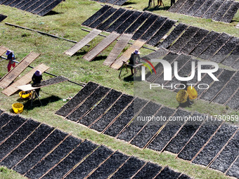 Farmers dry freshly harvested laver in Fuzhou, China, on November 2, 2024. (