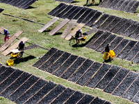 Farmers dry freshly harvested laver in Fuzhou, China, on November 2, 2024. (