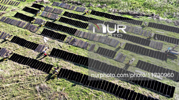 Farmers dry freshly harvested laver in Fuzhou, China, on November 2, 2024. 