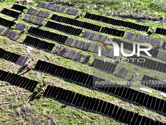 Farmers dry freshly harvested laver in Fuzhou, China, on November 2, 2024. (