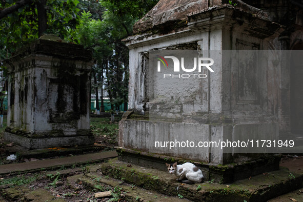 A cat sits on a grave in Dhaka Christian Cemetery, a graveyard located in Wari, a district of the old town in Dhaka, which Portuguese trader...