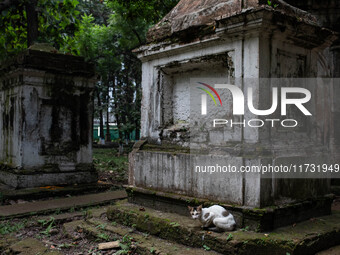 A cat sits on a grave in Dhaka Christian Cemetery, a graveyard located in Wari, a district of the old town in Dhaka, which Portuguese trader...