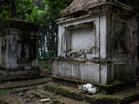 A cat sits on a grave in Dhaka Christian Cemetery, a graveyard located in Wari, a district of the old town in Dhaka, which Portuguese trader...