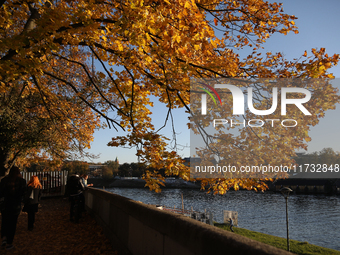 People walk among trees with autumn yellow leaves in Krakow, Poland, on October 19, 2024. (