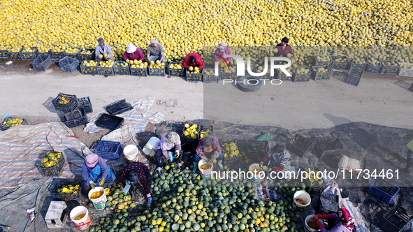 Farmers pick Fructus Trichosanthis at a planting base in Lianyungang, Jiangsu province, China, on November 3, 2024. 