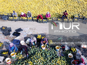 Farmers pick Fructus Trichosanthis at a planting base in Lianyungang, Jiangsu province, China, on November 3, 2024. (