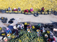 Farmers pick Fructus Trichosanthis at a planting base in Lianyungang, Jiangsu province, China, on November 3, 2024. (