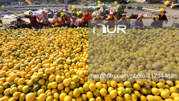 Farmers pick Fructus Trichosanthis at a planting base in Lianyungang, Jiangsu province, China, on November 3, 2024. 