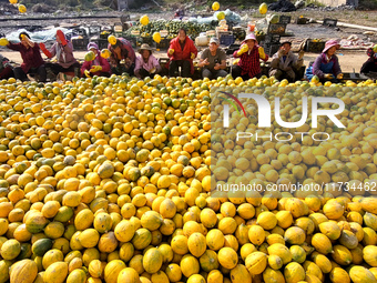 Farmers pick Fructus Trichosanthis at a planting base in Lianyungang, Jiangsu province, China, on November 3, 2024. (