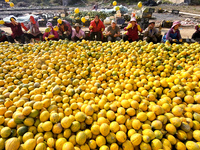 Farmers pick Fructus Trichosanthis at a planting base in Lianyungang, Jiangsu province, China, on November 3, 2024. (