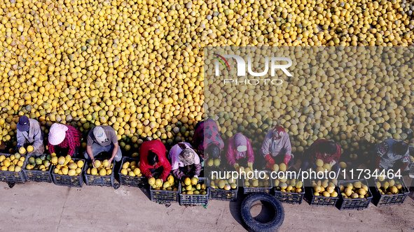 Farmers pick Fructus Trichosanthis at a planting base in Lianyungang, Jiangsu province, China, on November 3, 2024. 