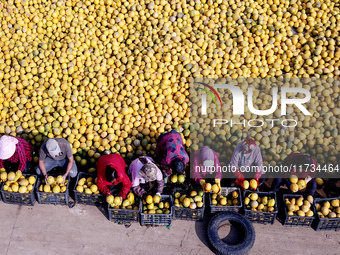 Farmers pick Fructus Trichosanthis at a planting base in Lianyungang, Jiangsu province, China, on November 3, 2024. (