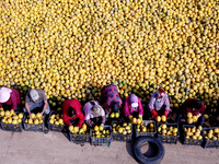 Farmers pick Fructus Trichosanthis at a planting base in Lianyungang, Jiangsu province, China, on November 3, 2024. (