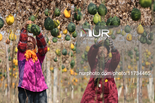 Farmers dry Fructus Trichosanthis at a planting base in Lianyungang, Jiangsu province, China, on November 3, 2024. 