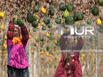 Farmers dry Fructus Trichosanthis at a planting base in Lianyungang, Jiangsu province, China, on November 3, 2024. (