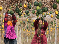 Farmers dry Fructus Trichosanthis at a planting base in Lianyungang, Jiangsu province, China, on November 3, 2024. (