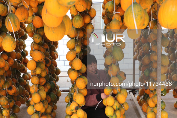 Farmers dry Fructus Trichosanthis at a planting base in Lianyungang, Jiangsu province, China, on November 3, 2024. 