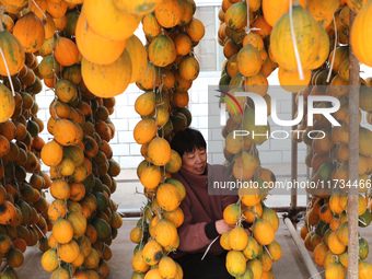 Farmers dry Fructus Trichosanthis at a planting base in Lianyungang, Jiangsu province, China, on November 3, 2024. (