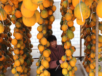 Farmers dry Fructus Trichosanthis at a planting base in Lianyungang, Jiangsu province, China, on November 3, 2024. (