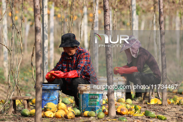 Farmers process Fructus Trichosanthis at a planting base in Lianyungang, Jiangsu province, China, on November 3, 2024. 