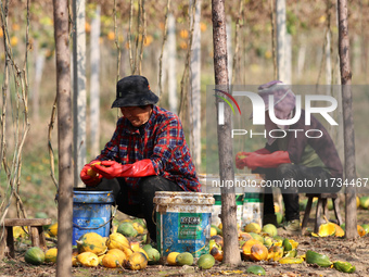 Farmers process Fructus Trichosanthis at a planting base in Lianyungang, Jiangsu province, China, on November 3, 2024. (