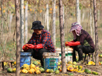 Farmers process Fructus Trichosanthis at a planting base in Lianyungang, Jiangsu province, China, on November 3, 2024. (