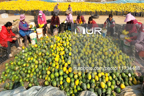 Farmers process Fructus Trichosanthis at a planting base in Lianyungang, Jiangsu province, China, on November 3, 2024. 