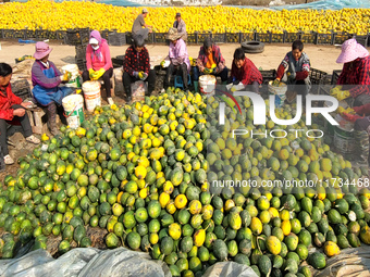 Farmers process Fructus Trichosanthis at a planting base in Lianyungang, Jiangsu province, China, on November 3, 2024. (