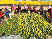 Farmers process Fructus Trichosanthis at a planting base in Lianyungang, Jiangsu province, China, on November 3, 2024. (