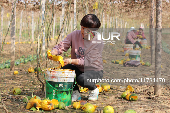 Farmers process Fructus Trichosanthis at a planting base in Lianyungang, Jiangsu province, China, on November 3, 2024. 