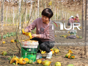 Farmers process Fructus Trichosanthis at a planting base in Lianyungang, Jiangsu province, China, on November 3, 2024. (