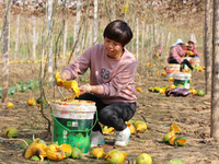 Farmers process Fructus Trichosanthis at a planting base in Lianyungang, Jiangsu province, China, on November 3, 2024. (