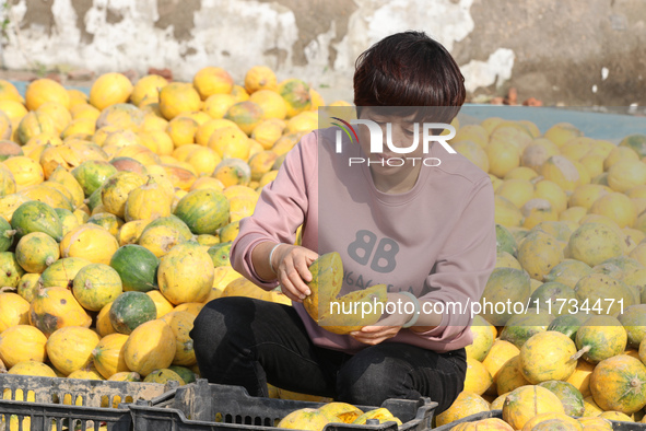 Farmers process Fructus Trichosanthis at a planting base in Lianyungang, Jiangsu province, China, on November 3, 2024. 