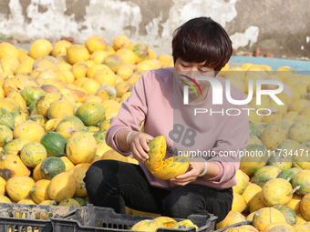 Farmers process Fructus Trichosanthis at a planting base in Lianyungang, Jiangsu province, China, on November 3, 2024. (