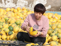 Farmers process Fructus Trichosanthis at a planting base in Lianyungang, Jiangsu province, China, on November 3, 2024. (