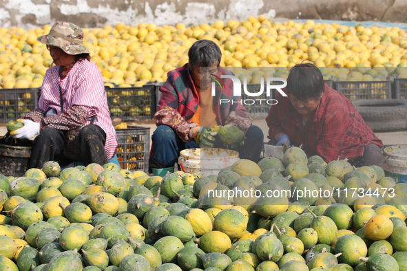 Farmers process Fructus Trichosanthis at a planting base in Lianyungang, Jiangsu province, China, on November 3, 2024. 