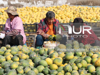 Farmers process Fructus Trichosanthis at a planting base in Lianyungang, Jiangsu province, China, on November 3, 2024. (