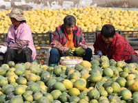 Farmers process Fructus Trichosanthis at a planting base in Lianyungang, Jiangsu province, China, on November 3, 2024. (