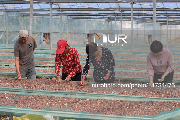 Farmers process Fructus Trichosanthis at a planting base in Lianyungang, Jiangsu province, China, on November 3, 2024. 