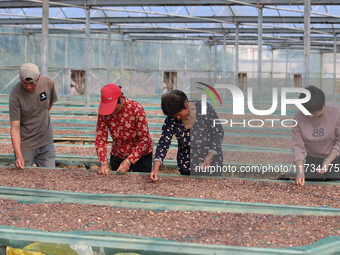 Farmers process Fructus Trichosanthis at a planting base in Lianyungang, Jiangsu province, China, on November 3, 2024. (